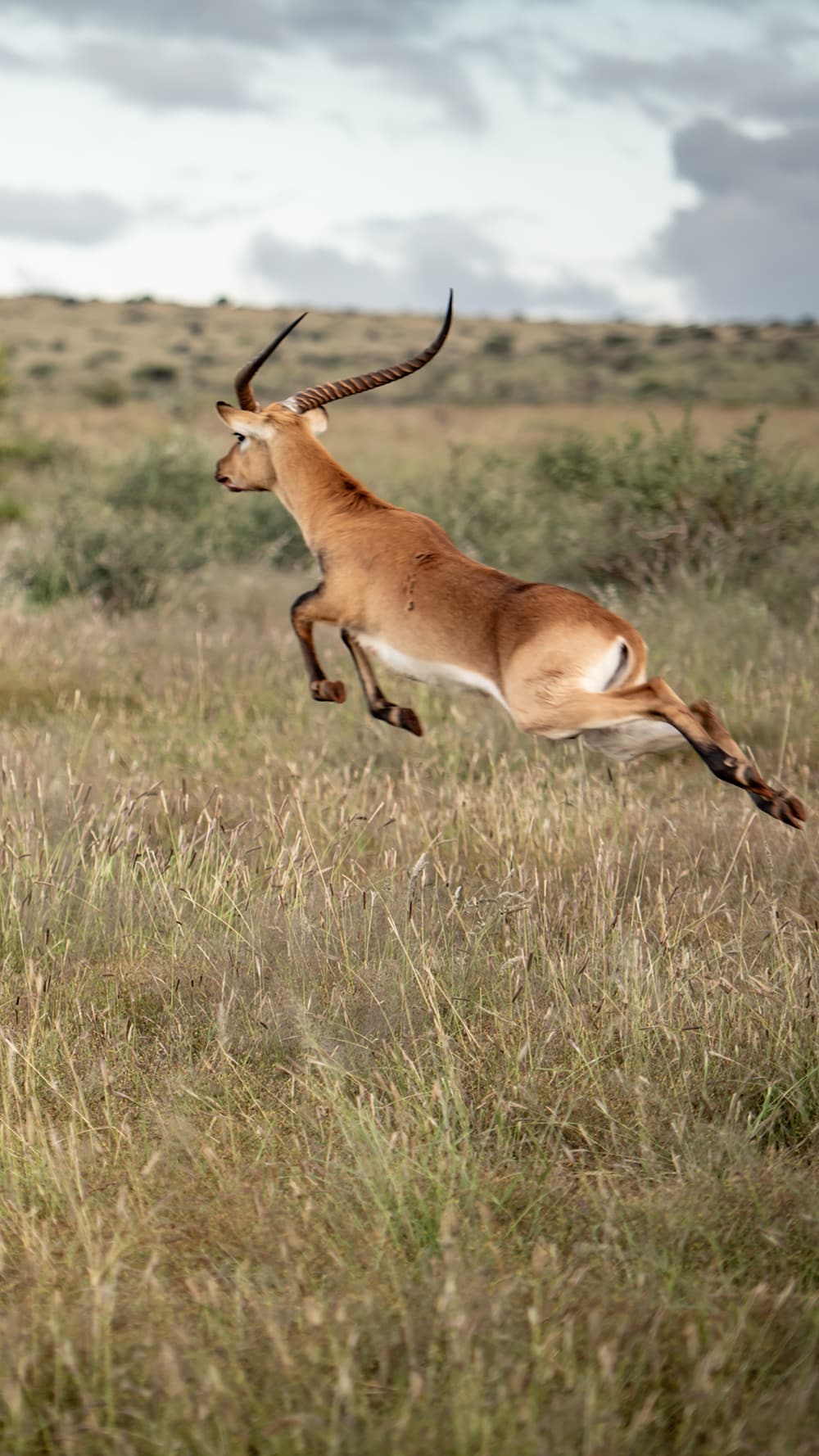 African wildlife photographed at Shalom Boutique Lodge & Hunting Safaris.