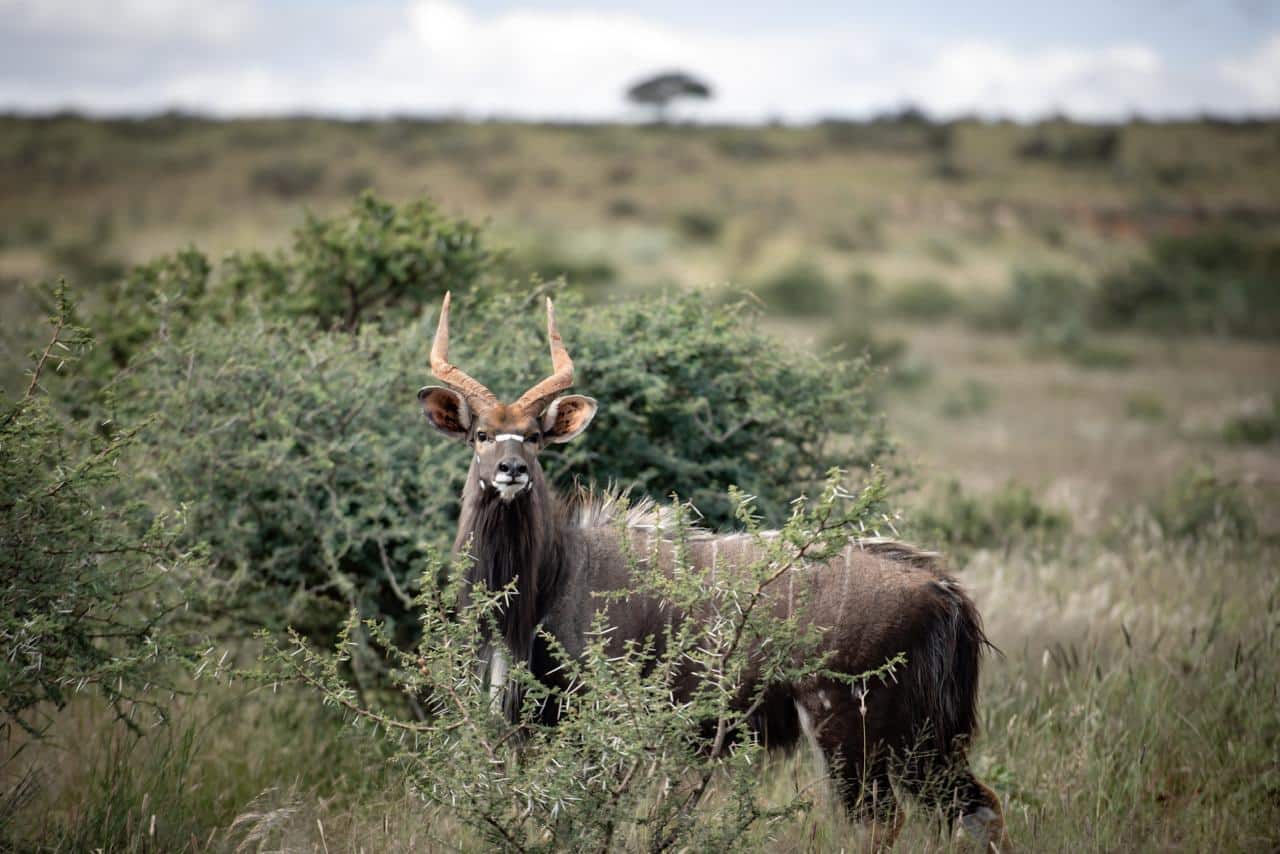 African wildlife photographed at Shalom Boutique Lodge & Hunting Safaris.