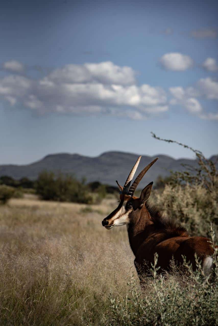 African wildlife photographed at Shalom Boutique Lodge & Hunting Safaris.