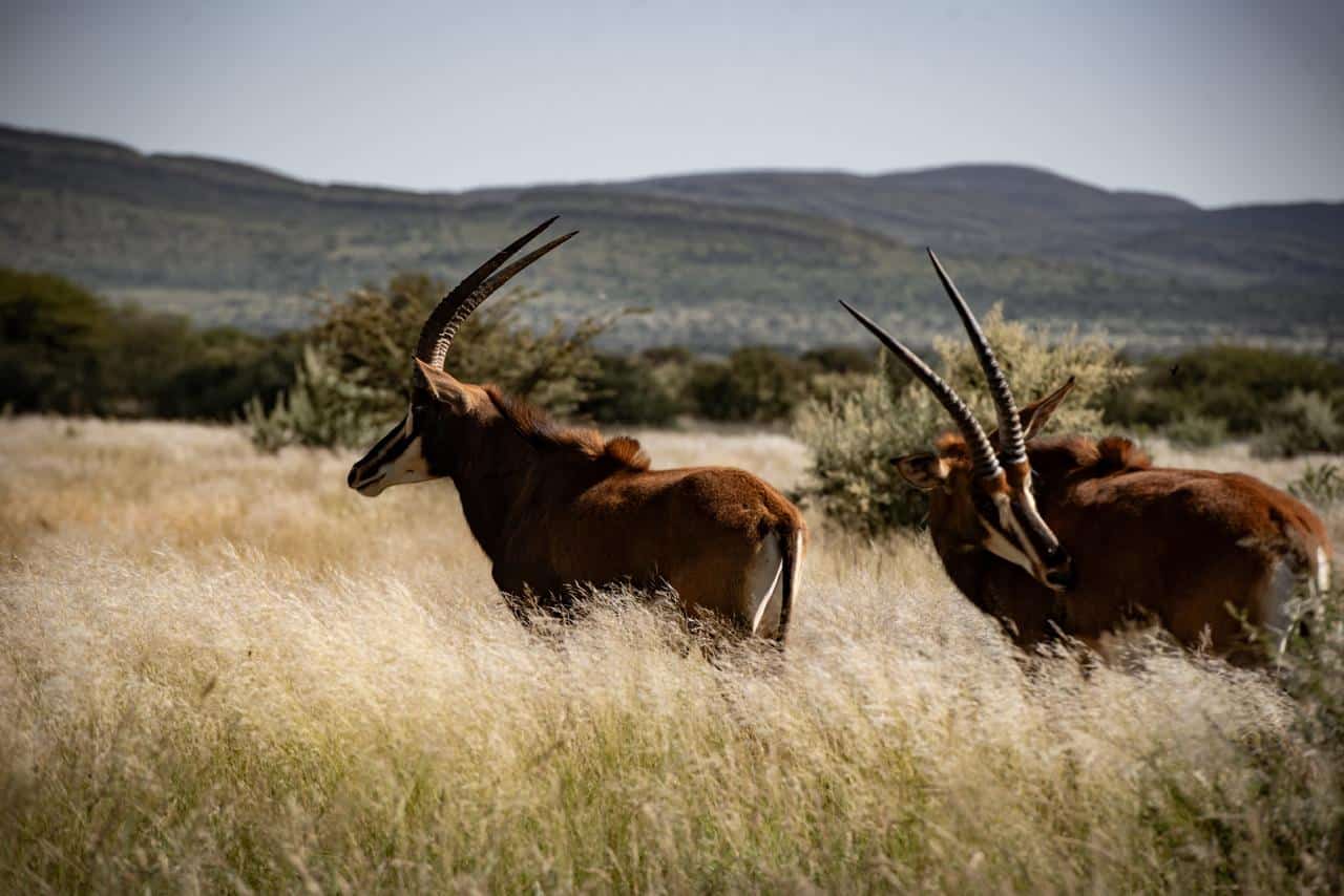 African wildlife photographed at Shalom Boutique Lodge & Hunting Safaris.