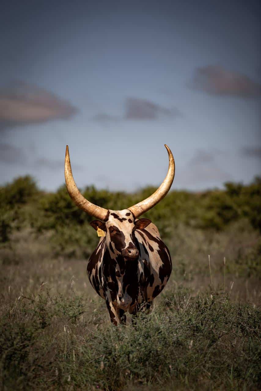African wildlife photographed at Shalom Boutique Lodge & Hunting Safaris.