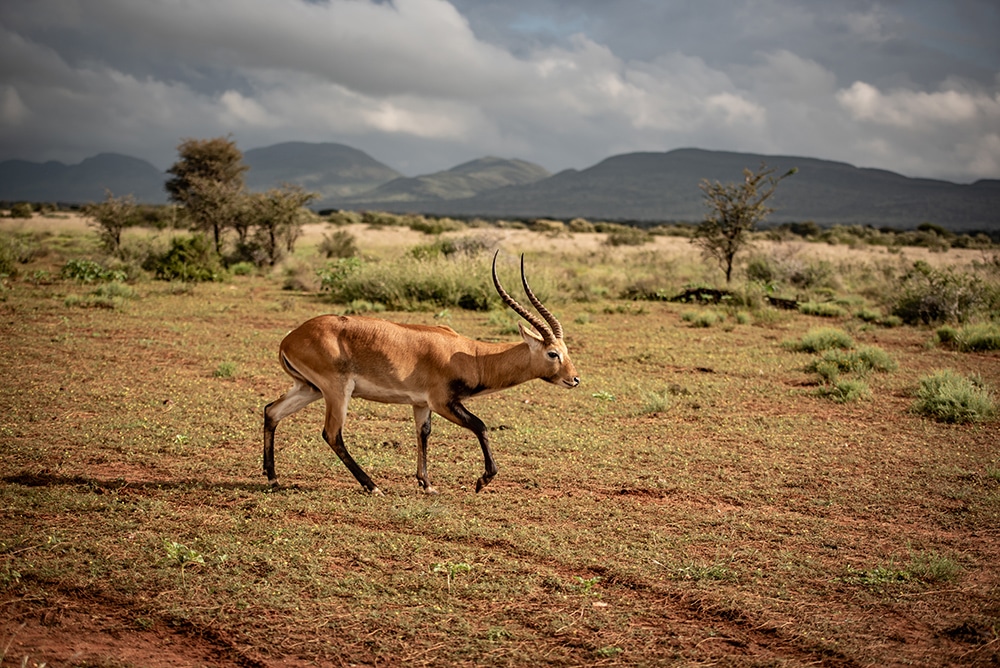 African wildlife photographed at Shalom Boutique Lodge & Hunting Safaris.