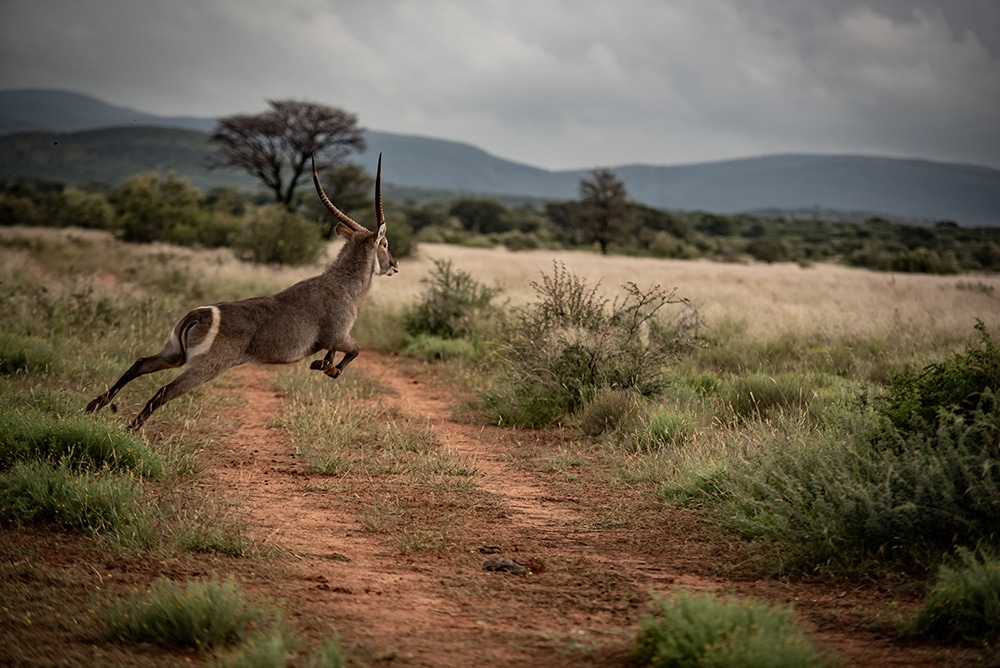 African wildlife photographed at Shalom Boutique Lodge & Hunting Safaris.