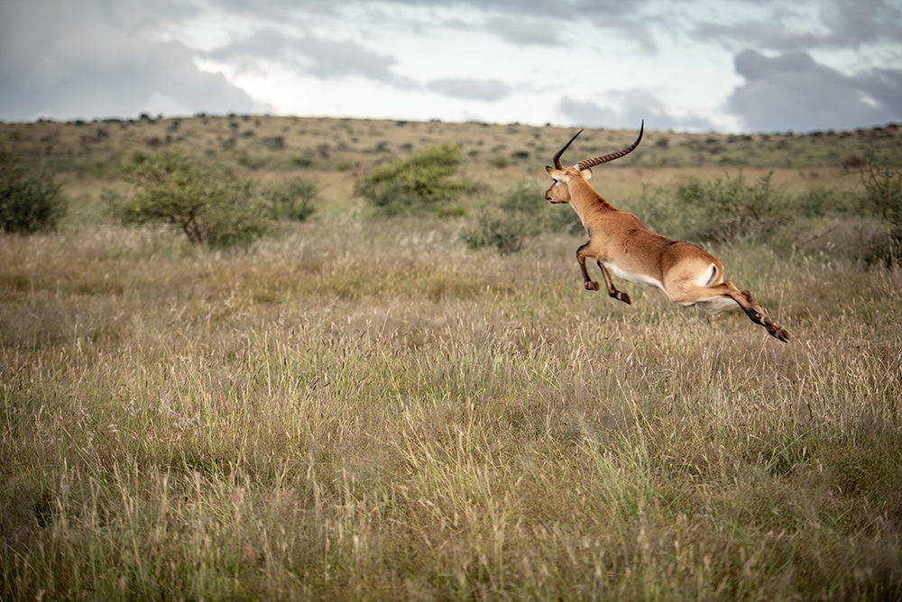 African wildlife photographed at Shalom Boutique Lodge & Hunting Safaris.