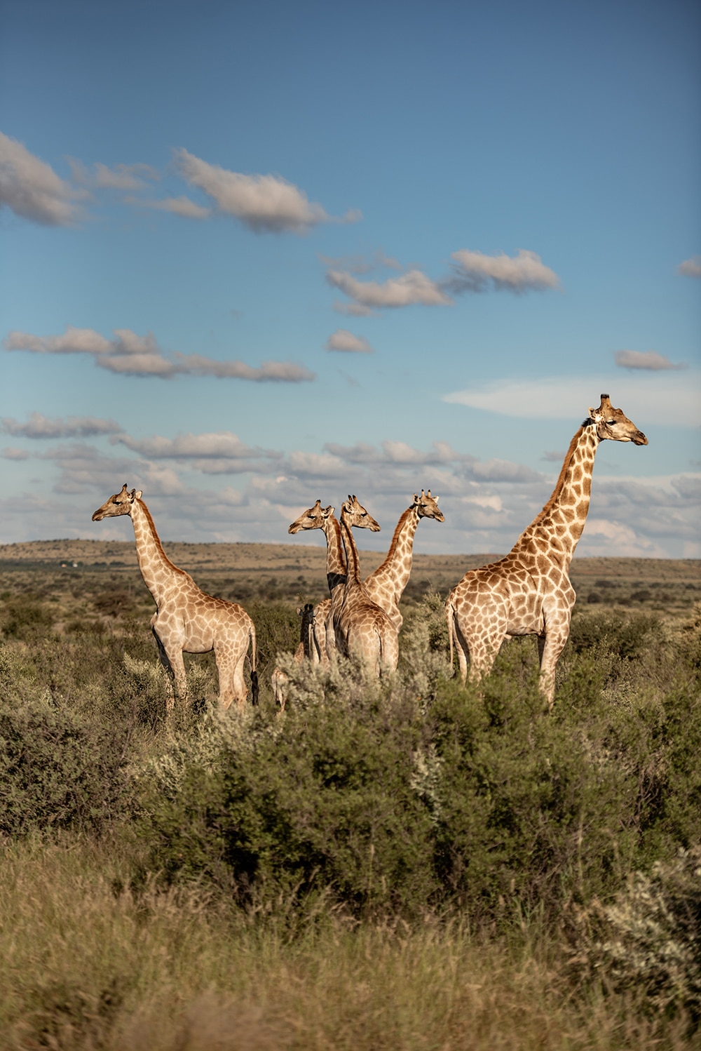 African wildlife photographed at Shalom Boutique Lodge & Hunting Safaris.