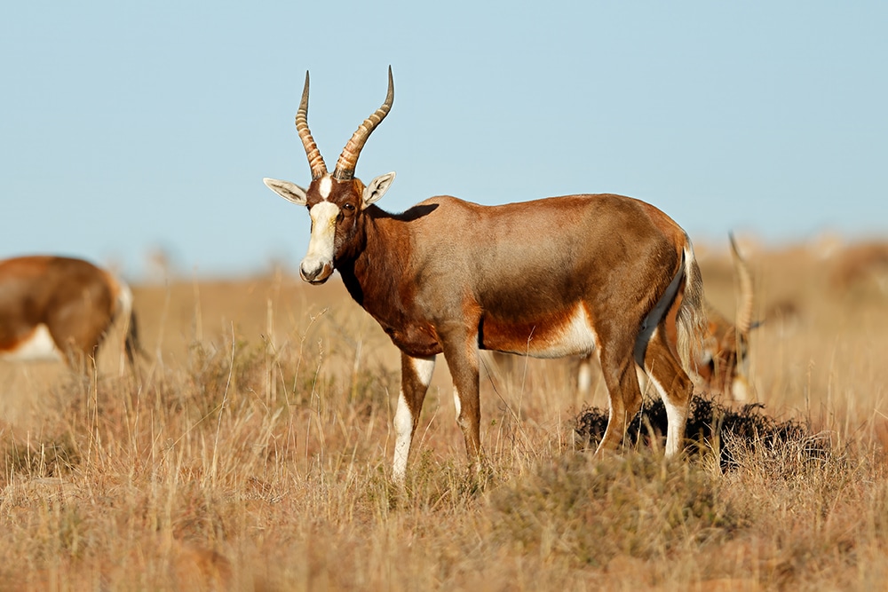 A blesbok antelope (Damaliscus pygargus) in grassland, Mountain Zebra National Park, South Africa