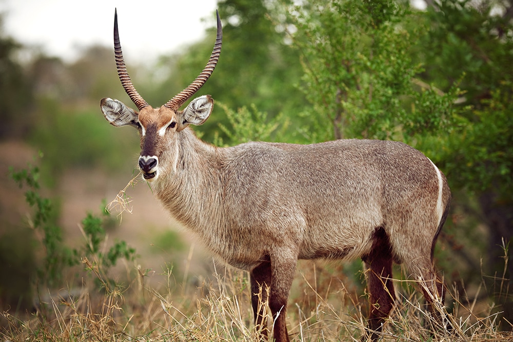 African wildlife photographed at Shalom Boutique Lodge & Hunting Safaris.