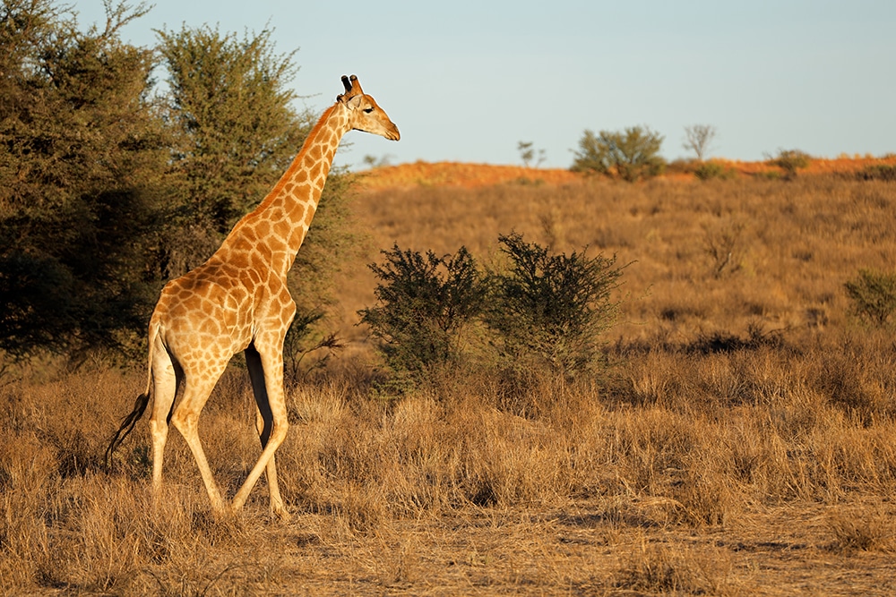 A giraffe (Giraffa camelopardalis) walking in natural habitat, Kalahari desert, South Africa