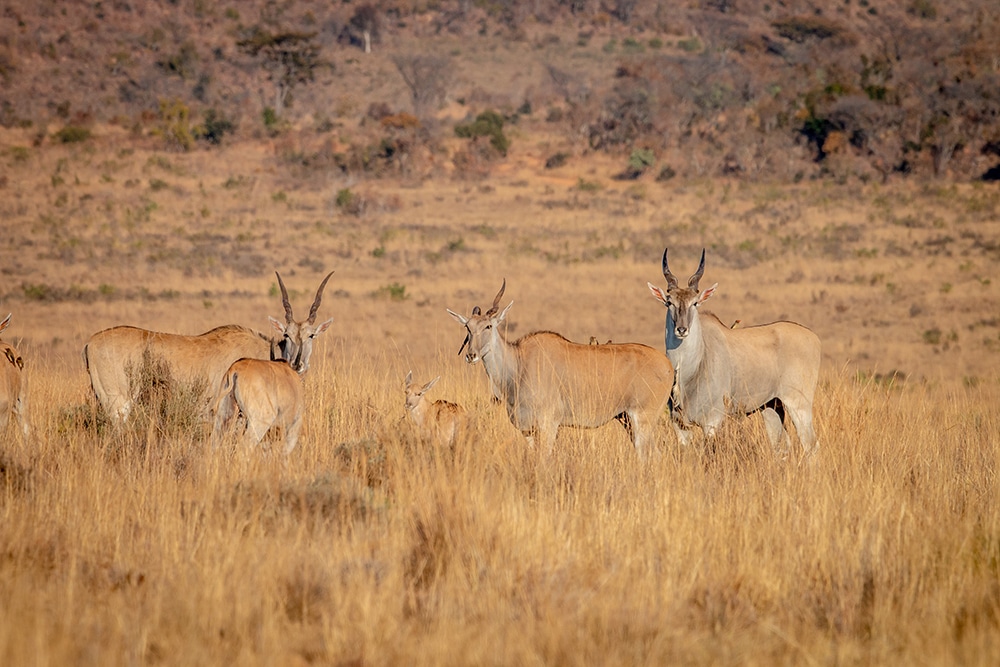 Herd of Eland standing in the grass.
