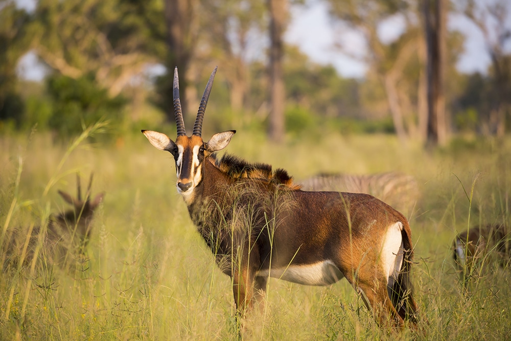 Oryx at sunset in long grass