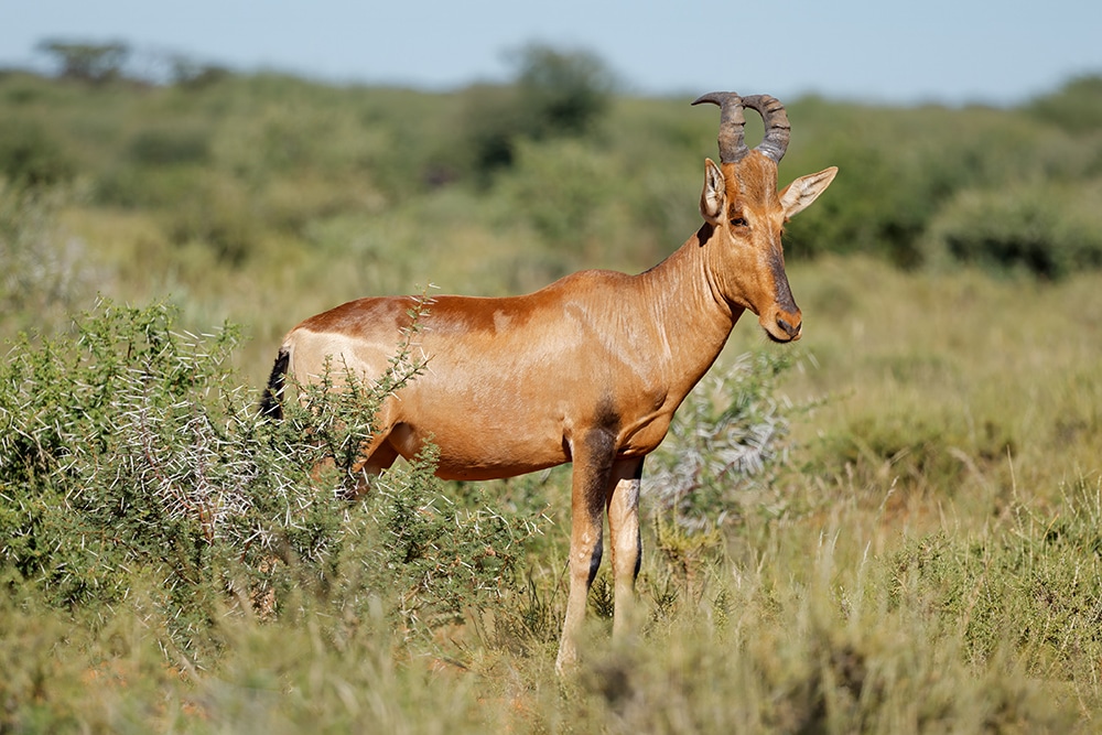 Red hartebeest in natural habitat