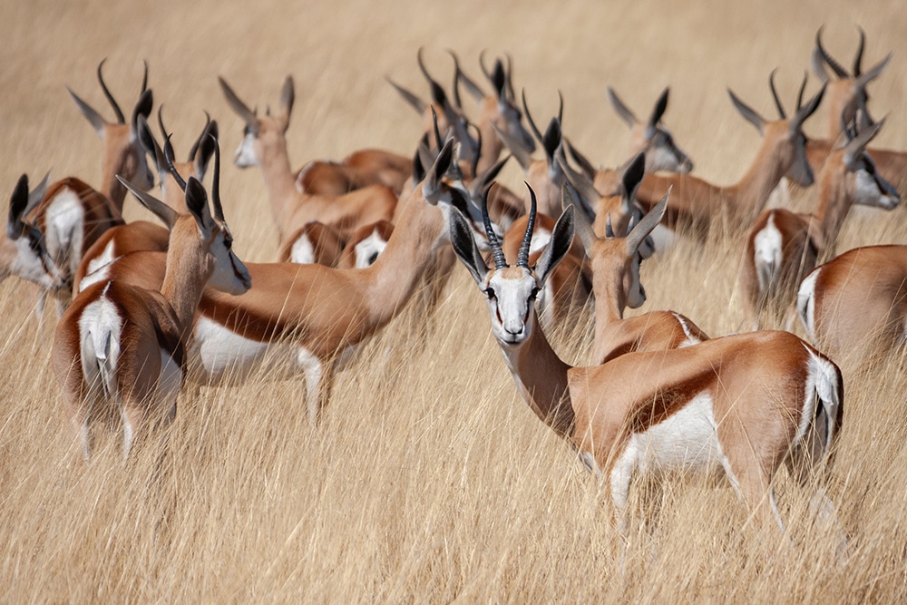 Herd of Springbok antelope (Antidorcas marsupialis) in Etosha National Park in Namibia, Africa.