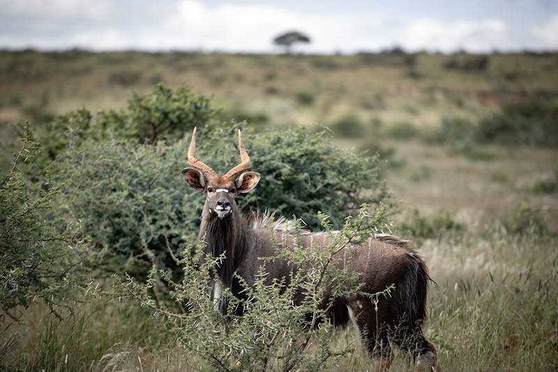 Experience Africa’s Raw Beauty 