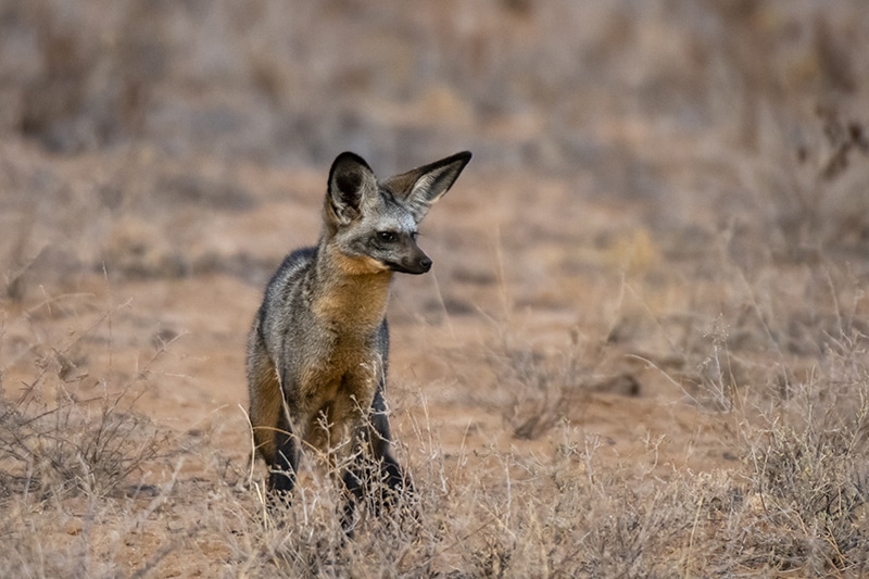 Rare Kalahari Species to Discover