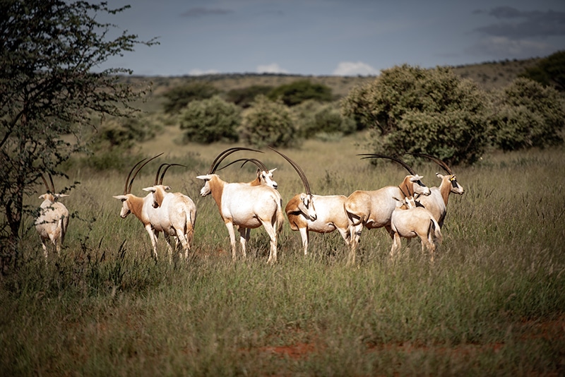 The Scimitar-Horned Oryx