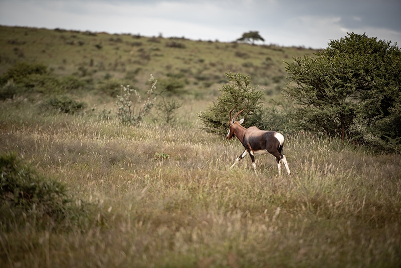 Understanding the Kalahari Landscape