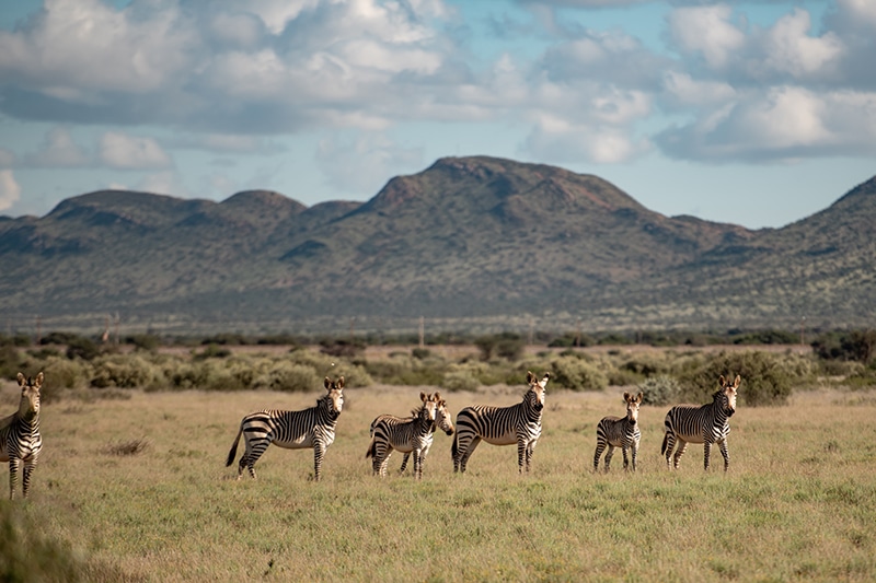 An Authentic African Hunting Safari Experience