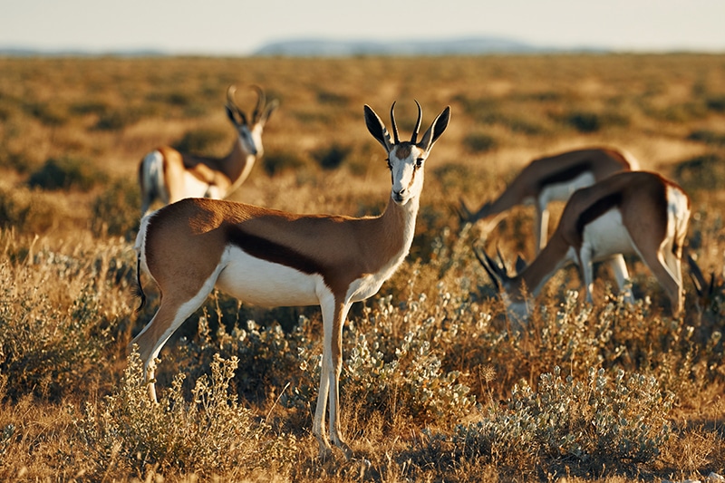 Antelope of the Kalahari