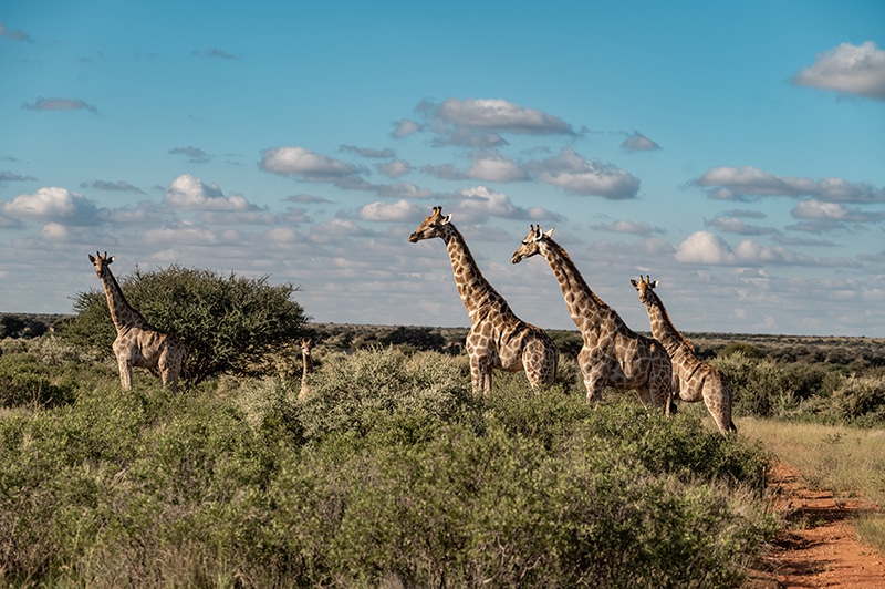 Hidden safari destinations in Africa