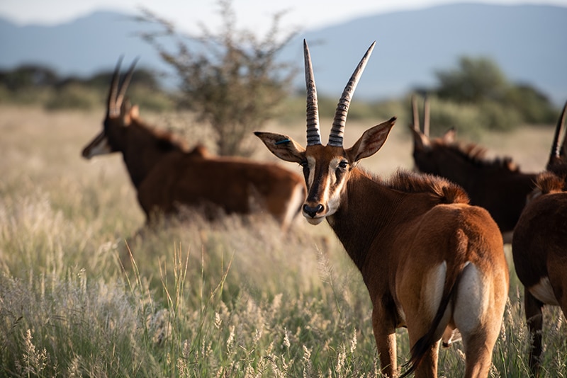 Ethical safari travel in Africa